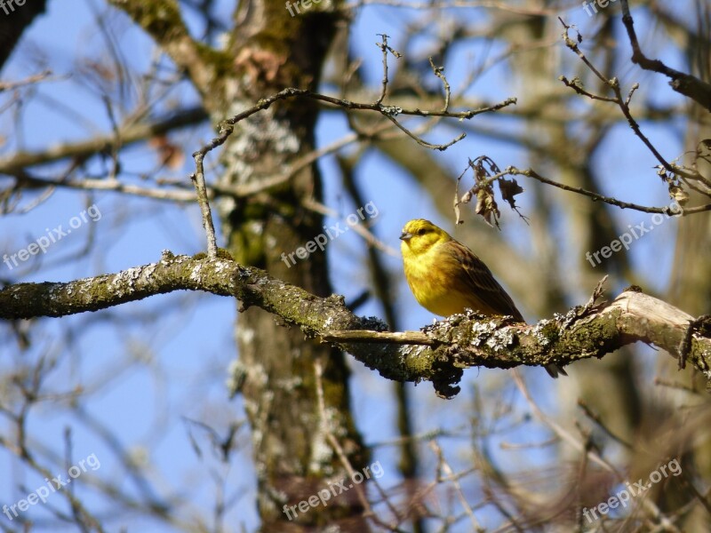 Yellowhammer Bird Branch Nature Free Photos