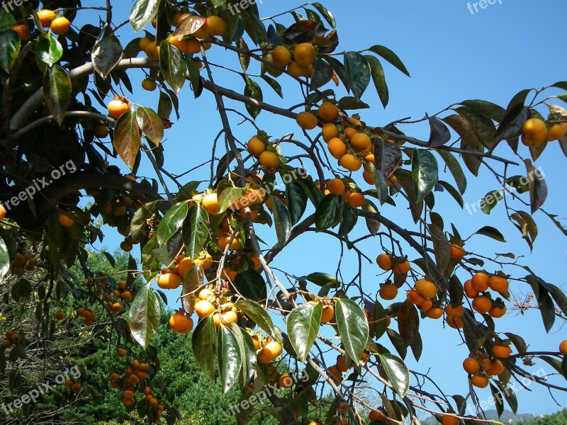 Persimmon Fruit Autumn Free Photos