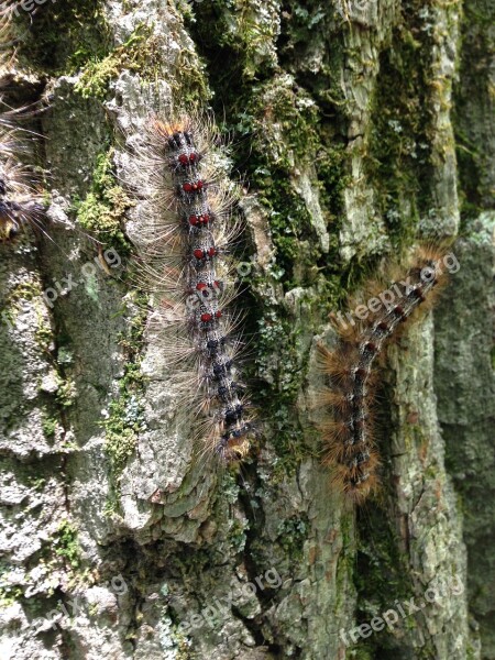 Caterpillars Bugs Insects Pest Nature