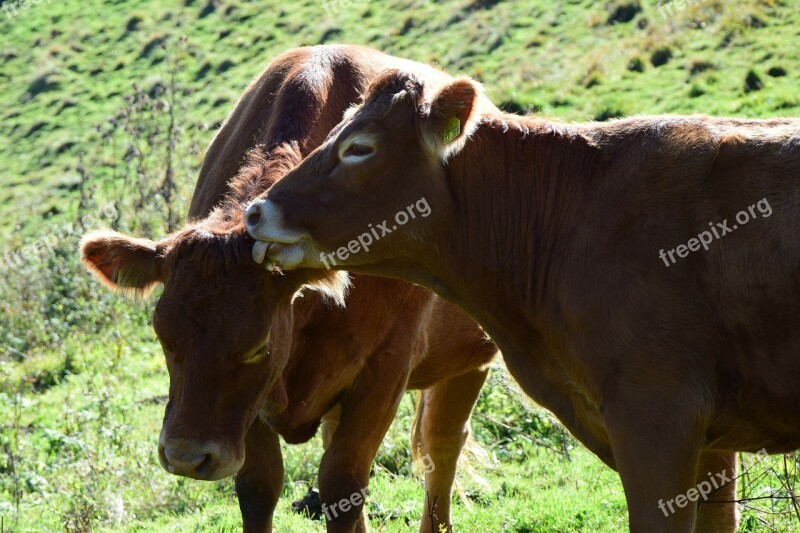 Cows Love Tongue Grass Dairy Cattle