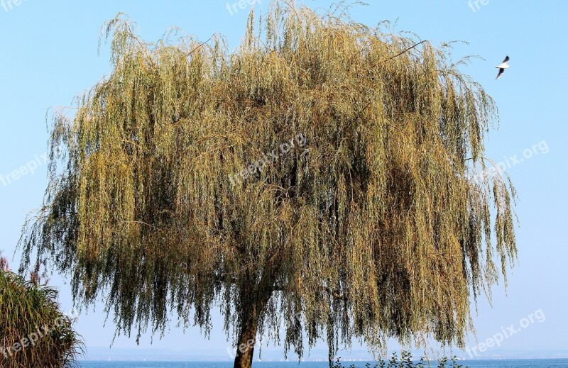 Weeping Willow Pasture Tree Autumn Bank