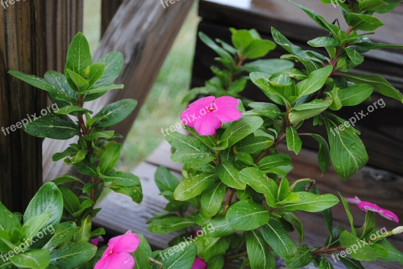 Flower Purple Impatiens Plant Nature