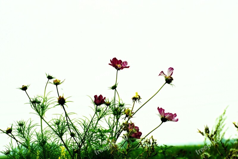 Flowers Contrast Blossomed Flowering Light