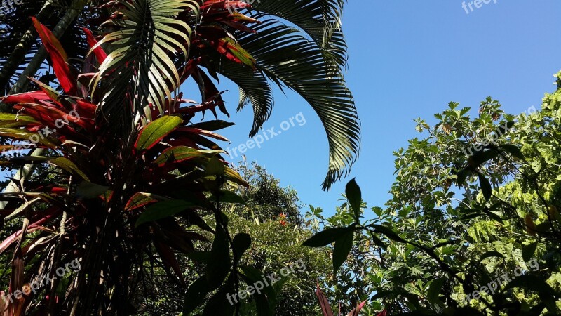 Palm Trees Tree Sky Landscape Free Photos