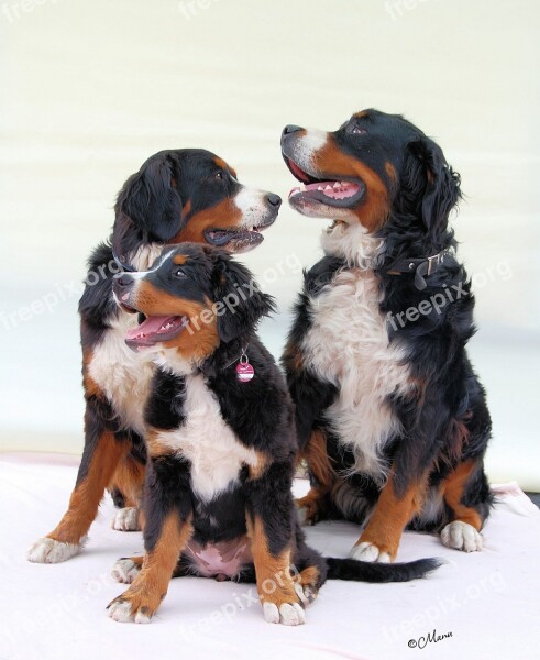 Bernese Mountain Dog Dog Berner White Bib Mountain Dog