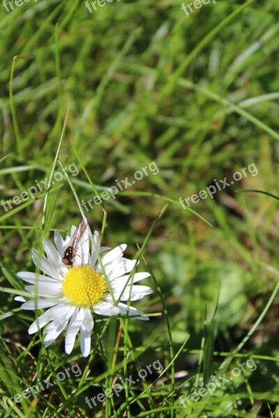 Flower Wasp Daisy Summer Flower Spring Flower