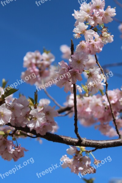 Cherry Blossom Spring Spring Flower Flower Cherry Trees