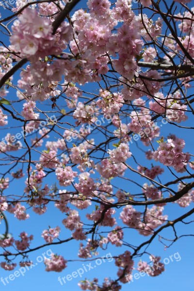 Cherry Blossom Cherry Flowers Cherry Spring Springfeelings