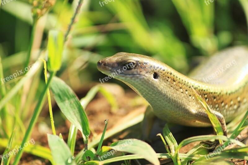 Lizard Lizards Paddy Reptiles Free Photos