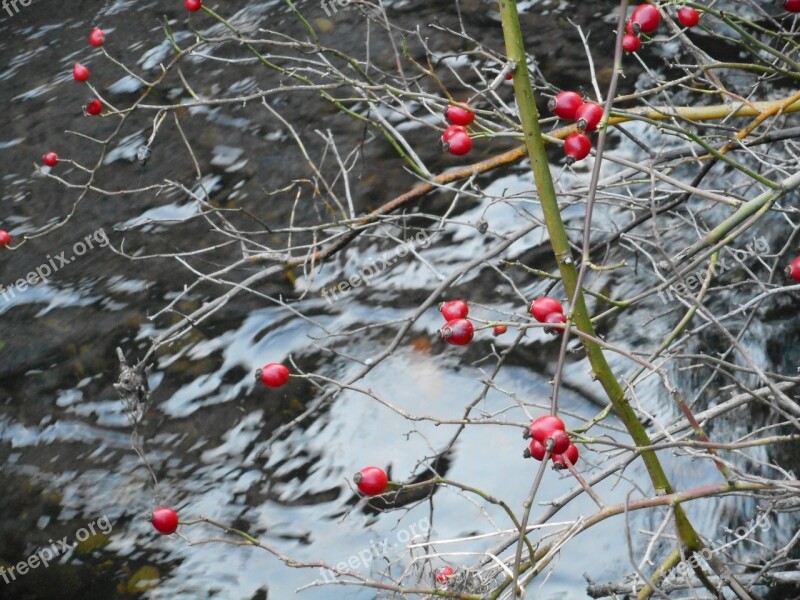 Rose Hip Fruit Water Aesthetic Mirroring