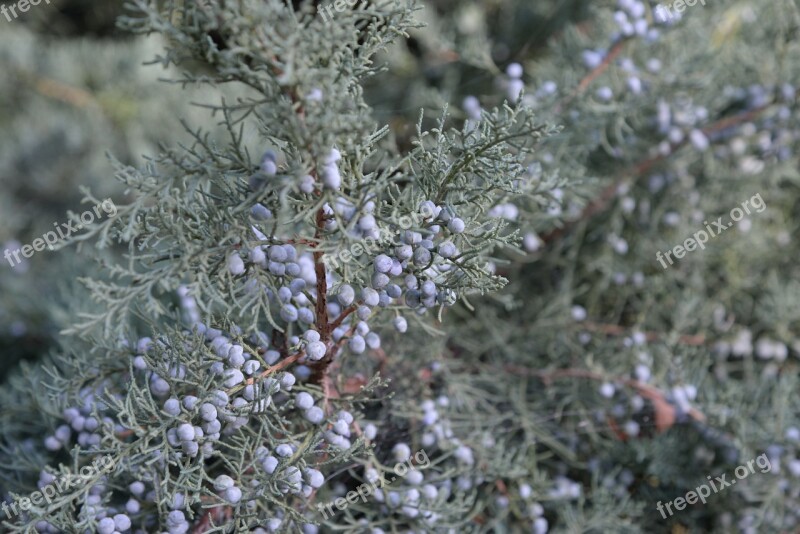 Berry Juniper Plant Crop Nature