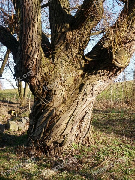 Log Pasture Very Old Bizarre Free Photos