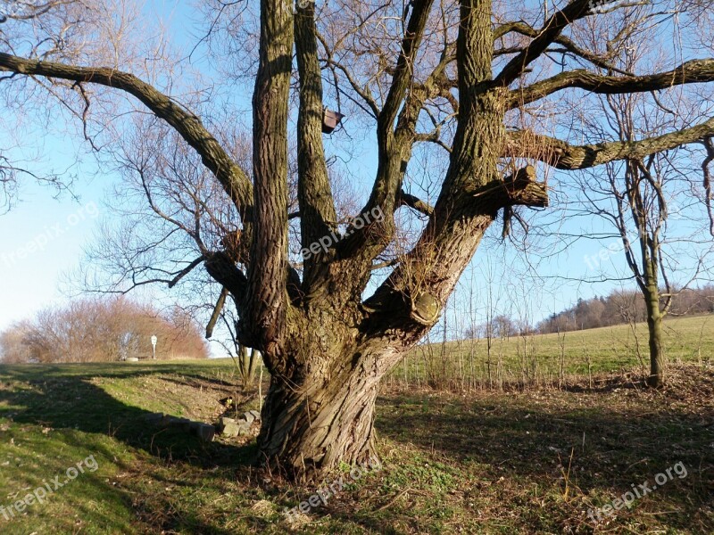 Pasture Tree Tribe Log Old