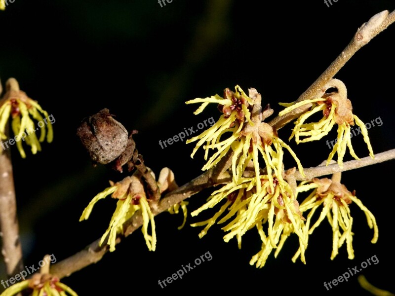 Witch Hazel Flowers Single Flowers Free Photos