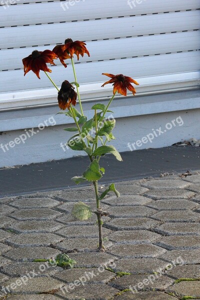 Assertiveness Flower Stones Enforce Plant