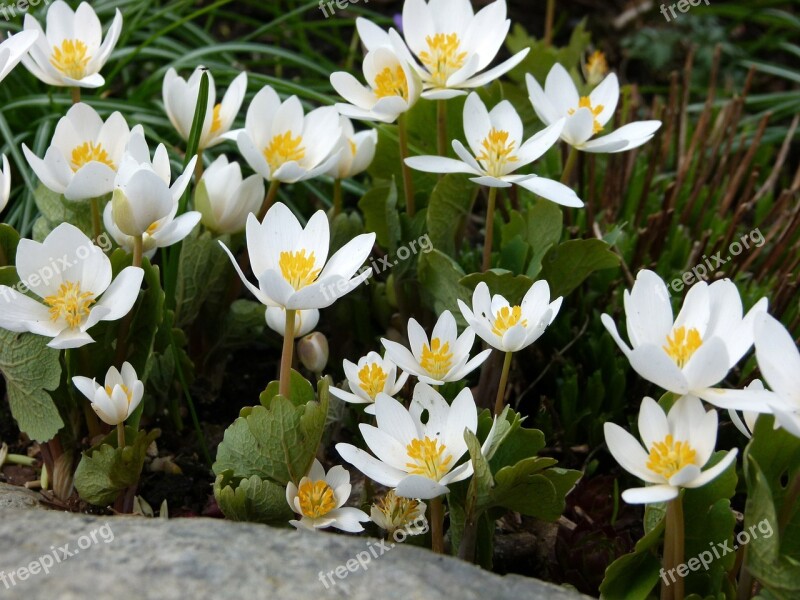 Blood Turmeric Flowers Sanguinaria Spring Free Photos