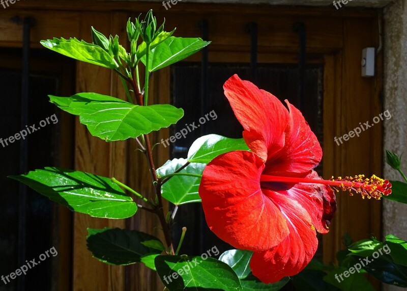 Hibiscus Nature Flower Red Garden