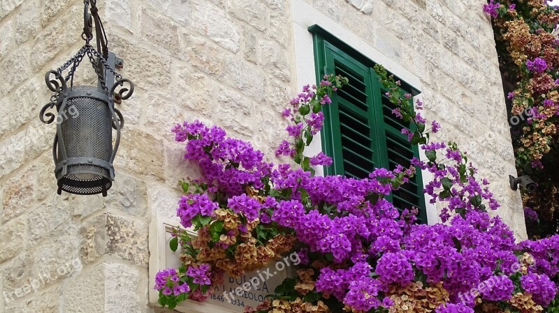 Croatia Split Historic Center Wall Balkonblumen