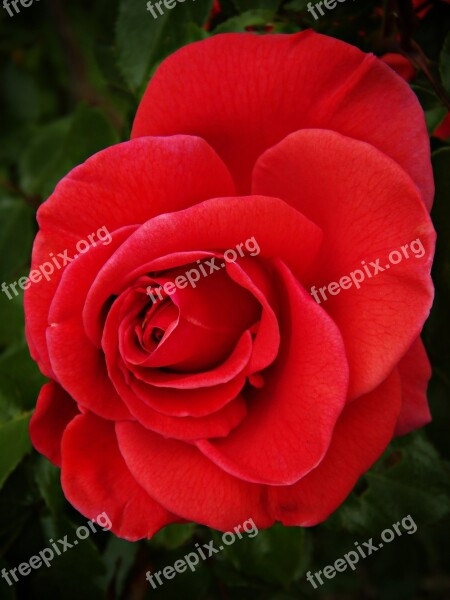 Rosa Red Rose Beauty Petals Red