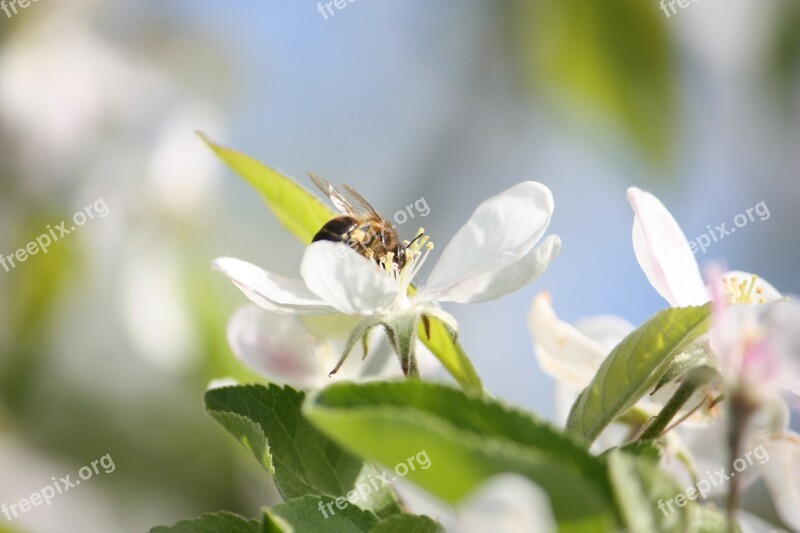 Bee Flower Pollinate Insects Nature