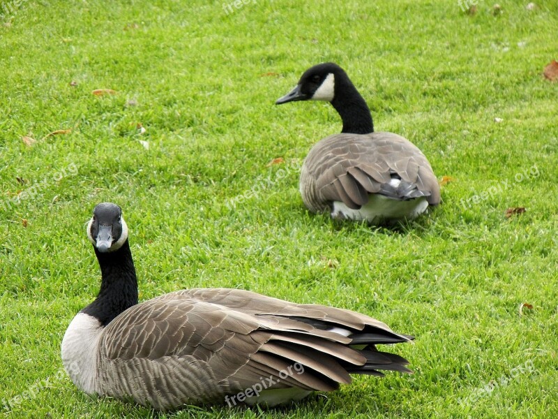 Canada Geese Pair Birds Waterfowl Canada