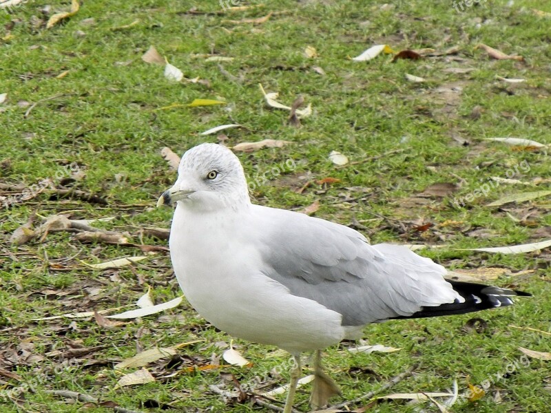 Seagull Bird Ontario White Canada