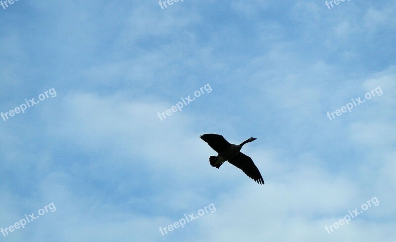 Canada Goose Flight Ontario Wings