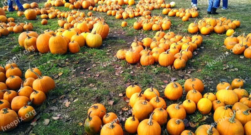 Pumpkins Orange Harvest Farm Halloween