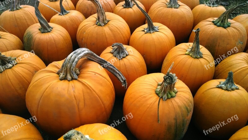 Pumpkins Orange Harvest Farm Halloween