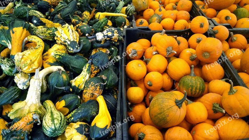 Pumpkins Orange Harvest Farm Pumpkin