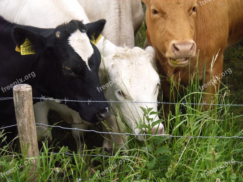 Cows Grass Whey Free Photos