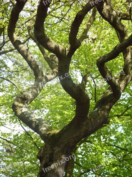 Tree Winding Green Free Photos