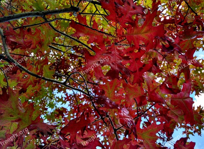 Fall Read Leaves Autumn Foliage