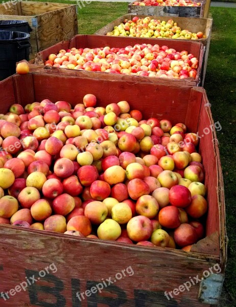 Apples Fruit Harvest Fresh Natural