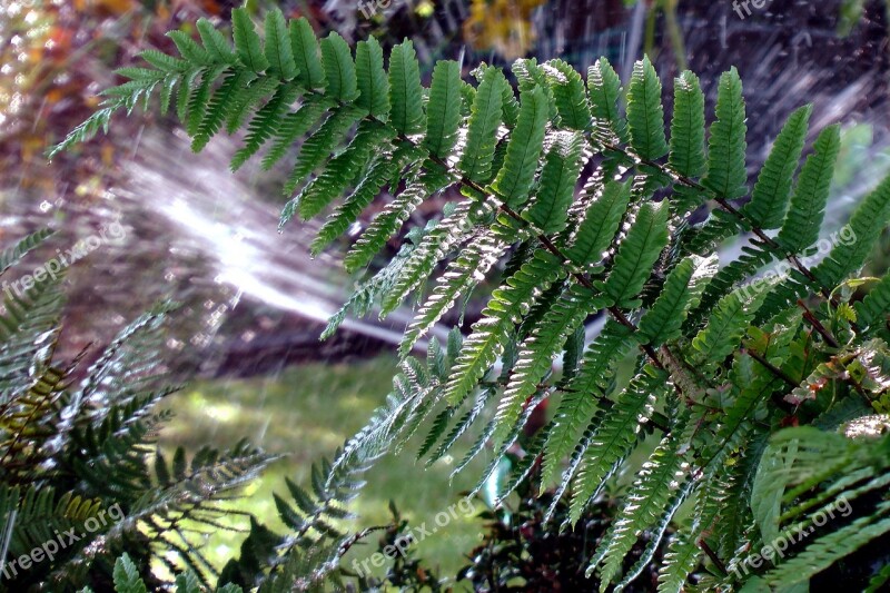 Fern Plant Allotment Green Free Photos