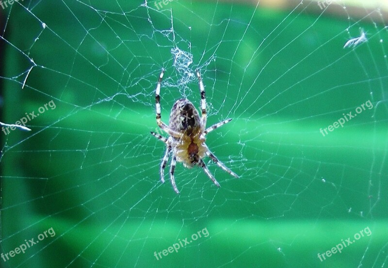 Spider Cobweb Insect Close Up Free Photos