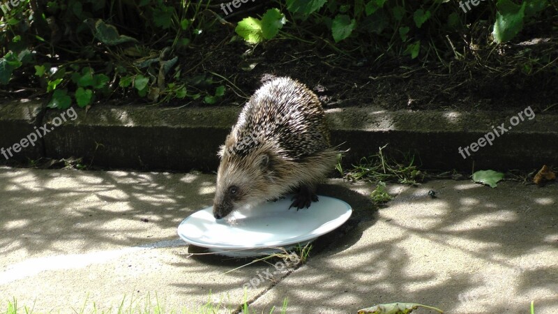 Hedgehog Mammal Cute Nager Garden