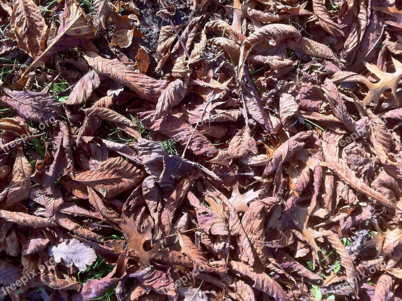 Fall Foliage Forest Floor Golden Brown Leaves Dry