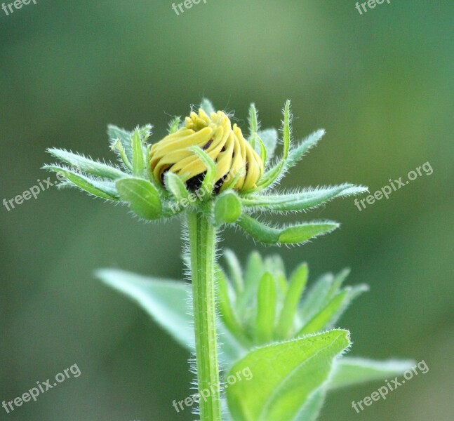 Flower Daisy Yellow Nature Plant