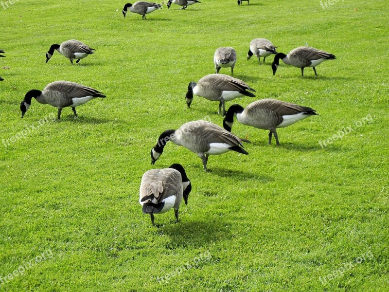 Canada Geese Feeding Grass Canada Free Photos