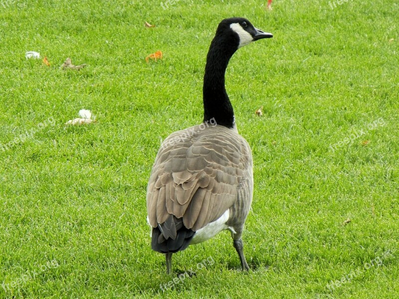 Canada Geese Goose Ontario Canada Free Photos