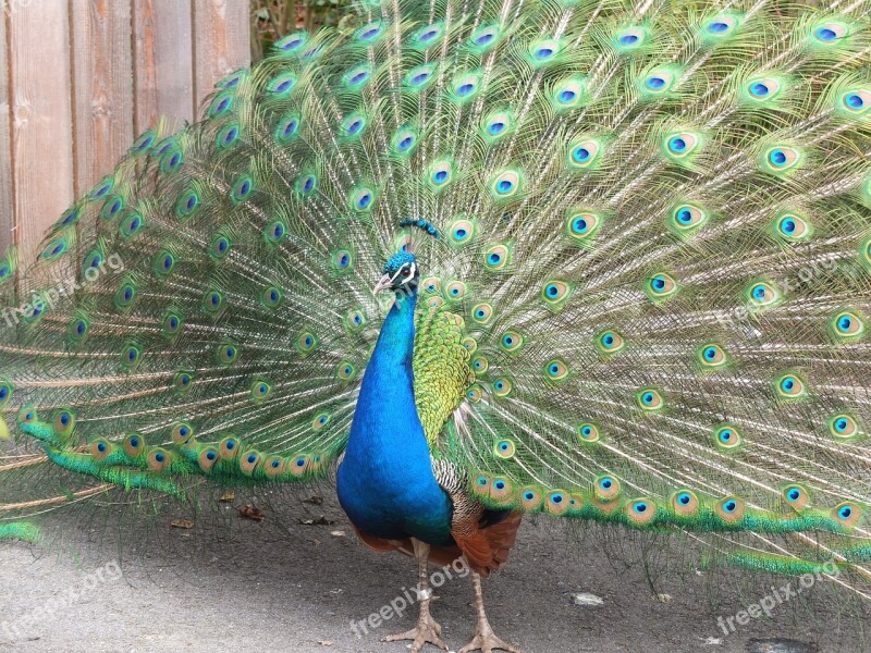 Peacock Feather Tail Zoo Pride Gorgeous