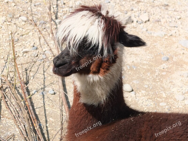 Lama Alpaca Hair Head Fluffy