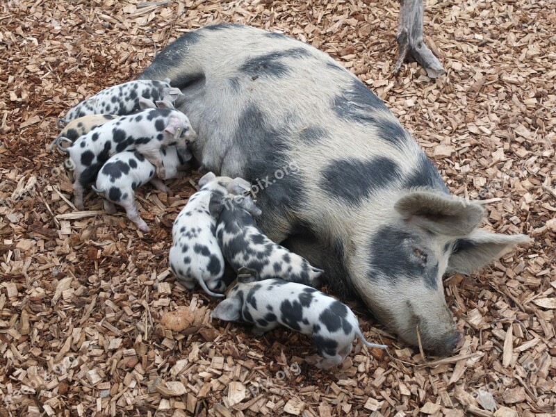 Pig Piglet Suckle Farm Animals