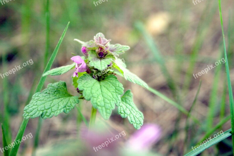 Dead Nettle Nettle Meadow Nature Flowers