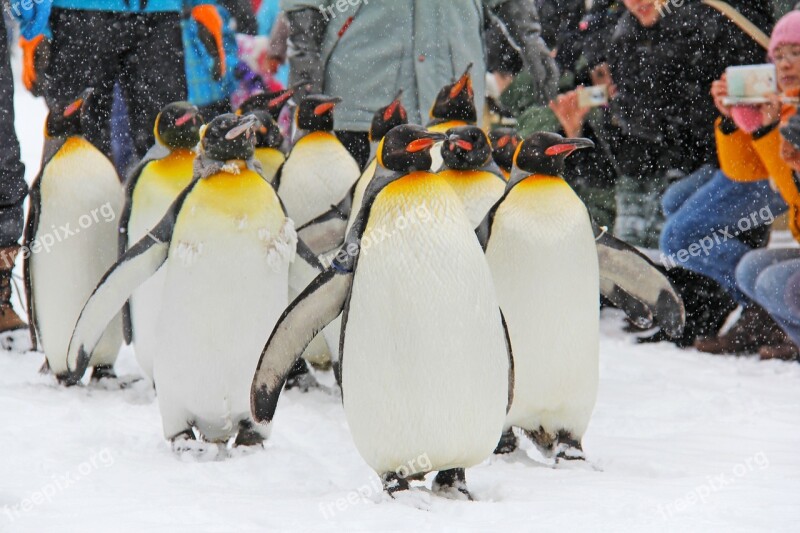 Penguin Parade Lovable Cute Winter