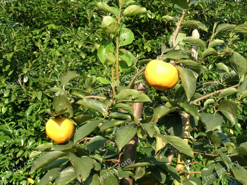 Khaki Fruit Autumn Fruit Free Photos