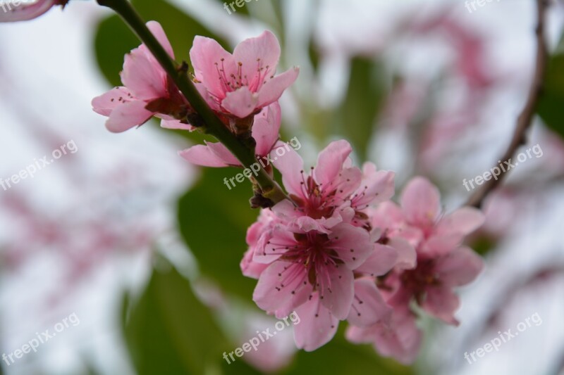 Flowers Spring Cherries Nature Plant