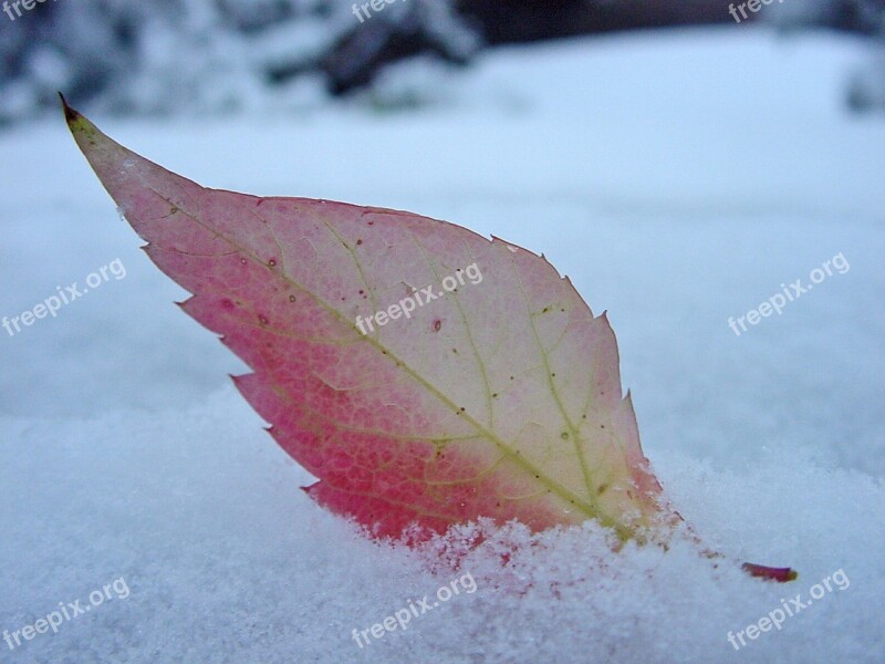 Sheet Snow Autumn Red Leaf Weather