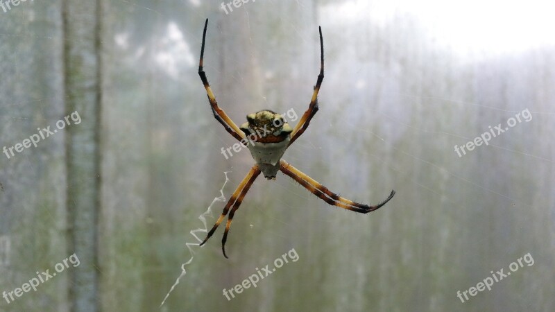 Spider Insect Nature Arachnid Animals